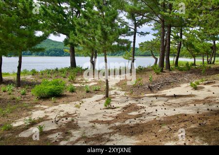 Comté de Goseong, Corée du Sud - 28 juillet 2024 : une scène tranquille le long des rives du lac Songji, où les pins se dressent au milieu d'un sol sablonneux, Offeri Banque D'Images