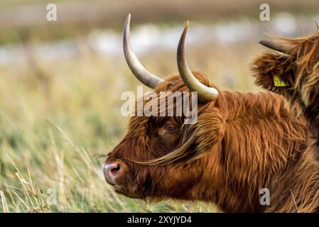 Den Helder, pays-Bas. Novembre 2022. Bétail Highlander dans la nature Banque D'Images