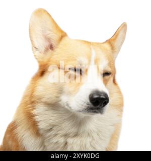 Welsh Corgi Pembroke chien isolé sur fond blanc en studio Banque D'Images