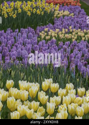 Une mer colorée de fleurs avec des tulipes, jacinthes et jonquilles dans différentes nuances, Amsterdam, pays-Bas Banque D'Images