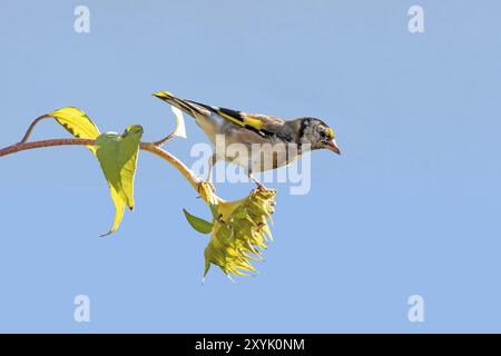 Goldfinch assis sur un vieux tournesol avec des graines entre les tournesols florissants sur un fond bleu flou Banque D'Images
