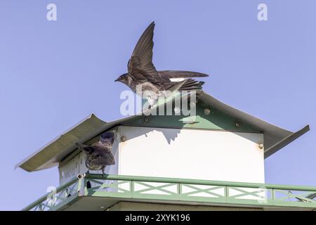 Le martin violet (Progne subis), les oiseaux occupent des nichoirs. Scène naturelle du Wisconsin Banque D'Images