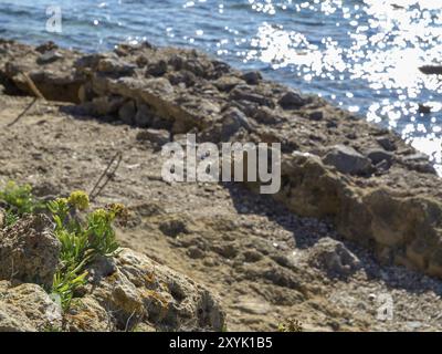 Plage de pierres avec des rochers et des plantes sur le rivage de la mer scintillante, katakolon, mer méditerranée, grèce Banque D'Images