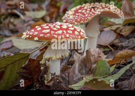 Deux grands tabourets sur le sol de la forêt avec des feuilles d'automne Banque D'Images