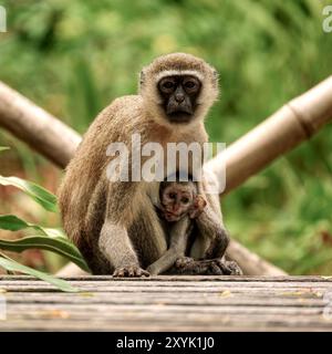 Vervet Monkey avec bébé au Kenya, Afrique Banque D'Images