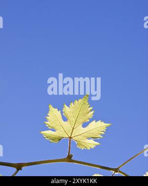 Gros plan d'une branche de feuille de raisin au-dessus du ciel bleu Banque D'Images