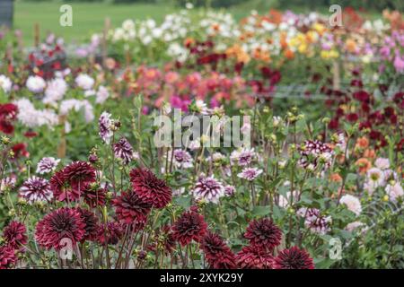 Fleurs de différentes couleurs dans un grand jardin de fleurs, Eibergen, Gueldre, pays-Bas Banque D'Images