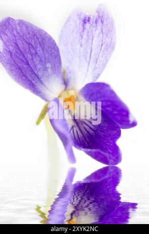 Viola odorata (Viola odora), gros plan Banque D'Images