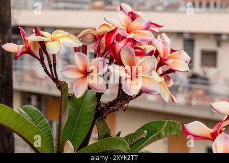 Appartenant au genre Plumeria. Il est originaire d'Amérique, mais a été cultivé partout dans le monde pour ses belles fleurs. Les fleurs viennent en vi Banque D'Images
