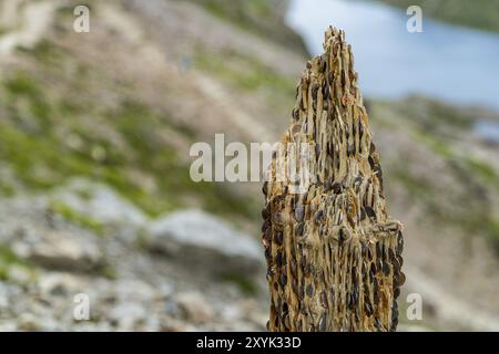 Le poteau de la pièce, un piquet en bois avec des pièces, vu sur le mont Snowdon avec Glaslyn en arrière-plan, Gwynedd, pays de Galles, Royaume-Uni Banque D'Images