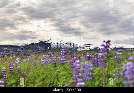 Le célèbre vulcano Eyjafjallajokull avec Lupines au premier plan Islande Banque D'Images