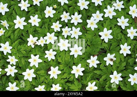 Buschwindroeschen, Anemone nemerosa im Detail mit Bluete und Blaettern Banque D'Images