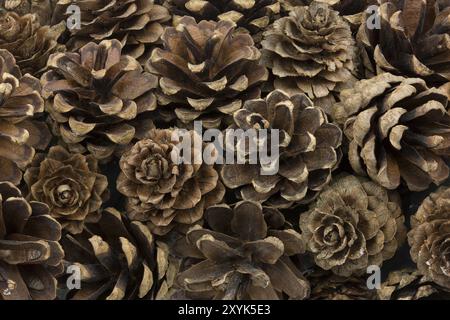 Pommes de pin séchées, pleine grandeur Banque D'Images