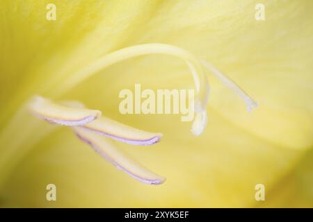 Épée lys (Gladiolus) macro avec étamines, ovaire et style Banque D'Images