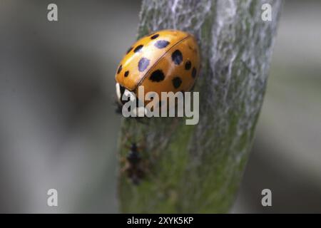 Les coccinelles chassant les pucerons Banque D'Images