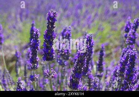 Lavendel, lavande 98 Banque D'Images