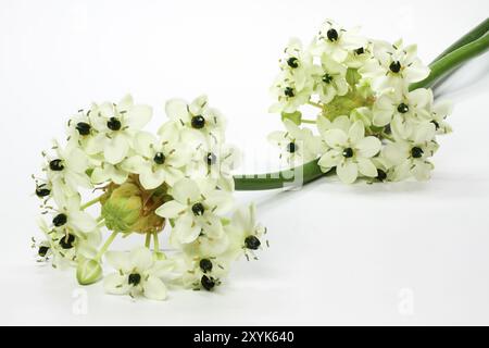 Étoile de lait, Ornithogalum arabicum, facultatif Banque D'Images