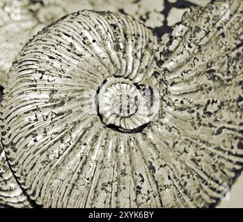 Fond ammonite fossilisé Banque D'Images