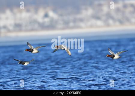 Pochard commun mâle en vol . Pochard commun mâle en vol Banque D'Images