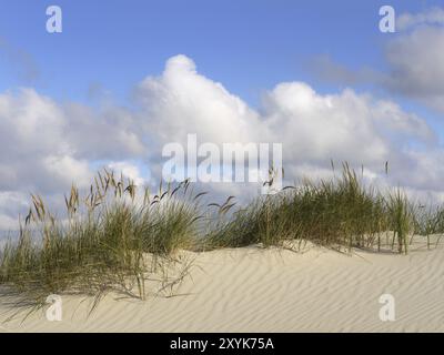 Herbe de plage sur les dunes, île de Juist. herbe de plage sur les dunes de te island juist Banque D'Images