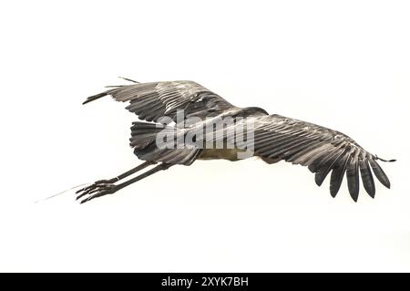 Une cigogne Marabou en vol avec des ailes tendues et un morceau de corde suspendu à sa jambe Banque D'Images