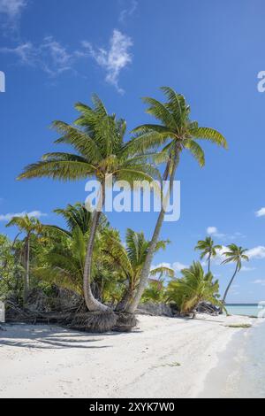 Plage avec plusieurs palmiers doubles, cocotier (Cocos nucifera), île privée, île aux oiseaux, privilégiée, écologique, aventure, Tetiaroa, atoll, Banque D'Images