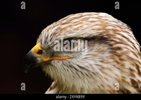 Buzzard royal à pattes rugueuses ou buzzard royal Banque D'Images