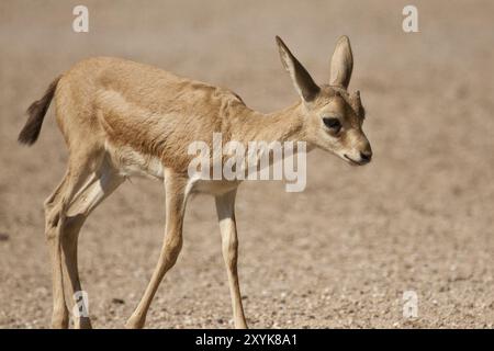 Gazelle goitrée persane, faon Banque D'Images