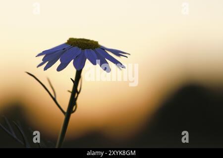 Camomille au coucher du soleil sur une prairie aux couleurs chaudes. Plante médicinale présentée individuellement. Photo de la nature. Image fleurs Banque D'Images