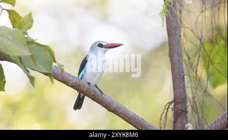 martin pêcheur des bois (Halcyon senegalensis), Janjabureh Boat trip, Janjabureh, South Bank, Gambie, Afrique Banque D'Images