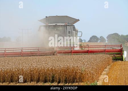 Récolte de blé Framlingham Suffolk UK Banque D'Images
