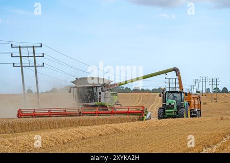 Récolte de blé Framlingham Suffolk UK Banque D'Images