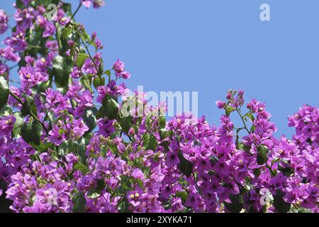 Belles fleurs de bougainvilliers sur fond de ciel bleu Banque D'Images