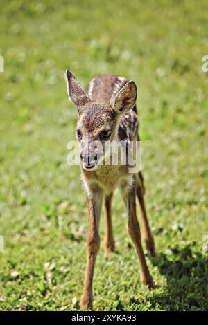 Mignon jeune chevreuil sauvage Banque D'Images