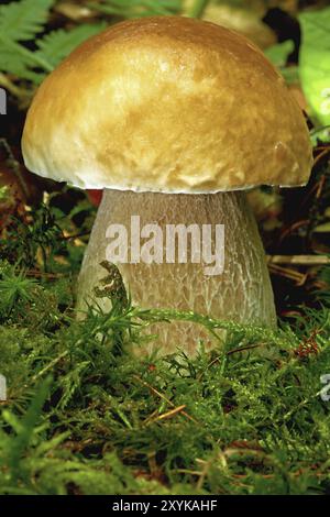 Champignons en pierre magnifique dans la forêt de mousse et de fougère Banque D'Images