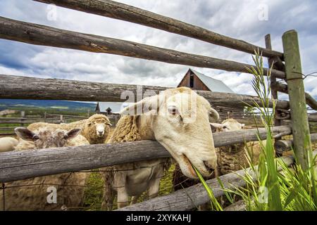 Troupeau de moutons à Williams Lake, British Columbia Canada Banque D'Images