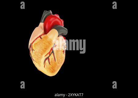 Modèle de cœur humain isolé sur fond noir Banque D'Images