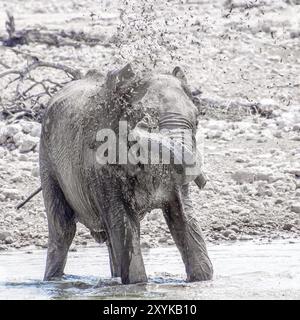 Un éléphant joue dans l'eau à un trou d'eau Banque D'Images