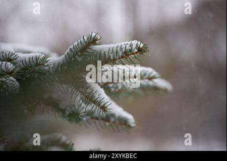 Branche de pin avec de la neige dans les aiguilles Banque D'Images
