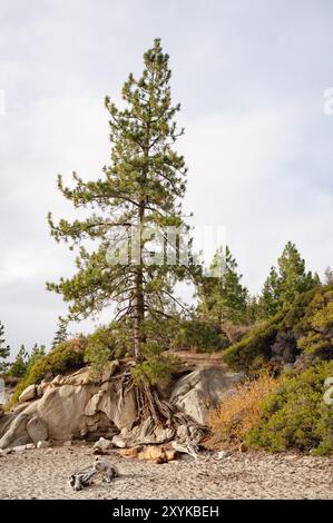 grand pin avec des racines poussant au sommet du rocher au-dessus de la rive du lac sablonneux Banque D'Images