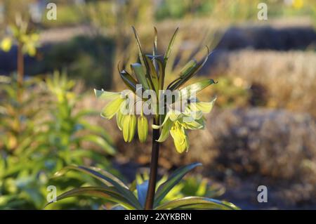 Couronne impériale persane au printemps, fleur impériale de couronne au printemps, Fritillaria persica Banque D'Images