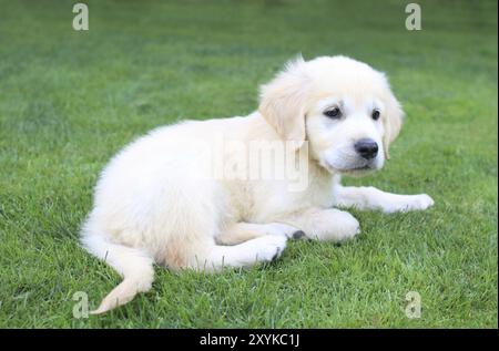 Golden retiever labrador chiot sur l'herbe verte Banque D'Images