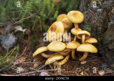 Groupe de beaux champignons champignons, agarics au miel kuehneromyces mutabilis dans la forêt d'été sauvage Banque D'Images