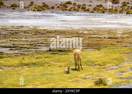 Femelle Vicuna et le bébé paissant sur la rive du lac Canapa à Uyuni, Bolivie, Amérique du Sud Banque D'Images