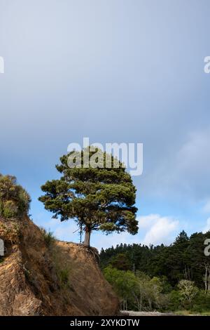 Lone Pine Tree assis sur une falaise en cours d'érosion près de l'océan avec du brouillard Banque D'Images