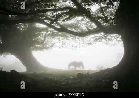 Caballo bajo las hayas, fagus Sylvaticus, parque Natural Gorbeia, Alava- Vizcaya, Euzkadi, Espagne, Europe Banque D'Images