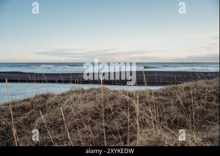 Blue hour sur les dunes herbeuses de plage en Islande au printemps Banque D'Images