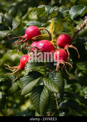 Gros plan des hanches roses de Rosa 'FRU Dagmar Hastrup' dans un jardin à la fin de l'été Banque D'Images