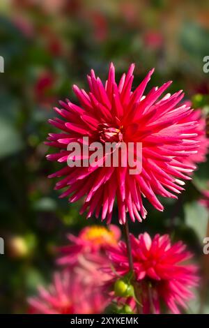 Gros plan de fleur de Dahlia 'Josudi Hercules' dans un jardin en été Banque D'Images