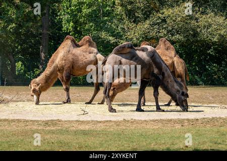 Trois chameaux mangent de l'herbe dans un champ. Les chameaux paissent sur l'herbe et sont dans un cadre naturel Banque D'Images